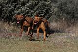 VIZSLA poil court 049